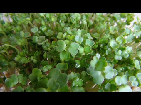 Part 30: Arugula (Rocket) - Instructions for sprouts, seedlings & green herbs