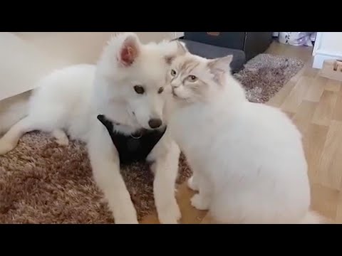 These Unexpected Best Buddies Share the Same Fur Pattern!