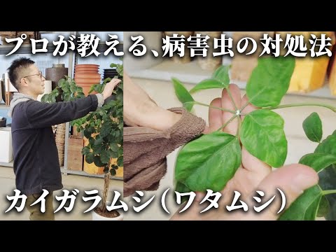 蘭の花のコナカイガラムシの自然な扱い方