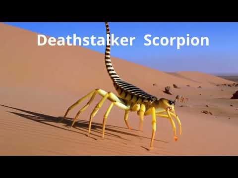 Terrifying and Rare Scorpions for Kids