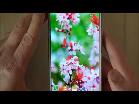 Cherry Blossom Live Wallpaper Video