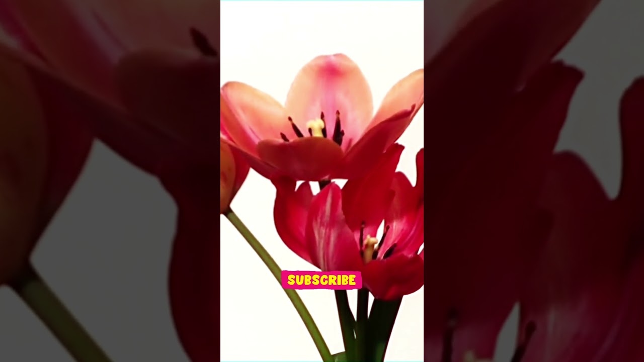 Blooming Tulips Timelapse