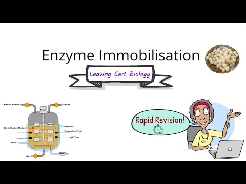 Biology Bugbears Enzyme Immobilisation-Rapid exam revision