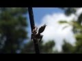 Spinnerets In Action