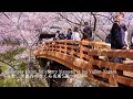 The 5 Famous Places For Cherry Blossoms In Ina Valley Nagano Takato Was Still Amazing