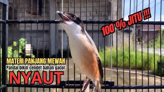 Download lagu burung cendet gacor MATERI MEWAH buat PANCINGAN CENDET AGAR BUNYI bikin BURUNG PENTET GACOR NYAUT mp3