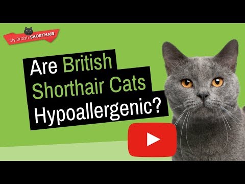 BRITISH SHORTHAIR: Are British Shorthair Cats Hypoallergenic?