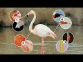 The 6 Flamingos Of The World Quick Guide ToWild 299