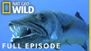 Underwater Killers (Full Episode) | World&#39;s Deadliest