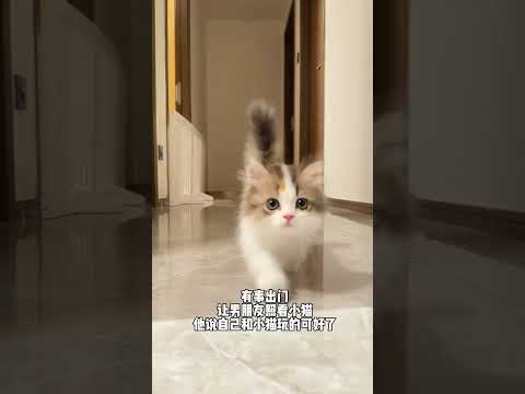 Sure enough Dad is not reliable in taking care of the kids#Tricolor cat#Little kitten#Cute