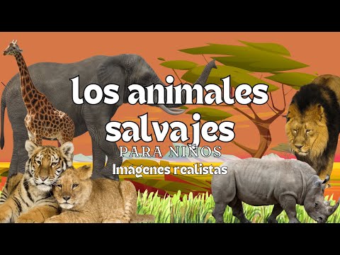 Wild Animals - Educational Videos - Montessori Momers