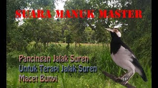 Download lagu Pancingan Jalak Suren Untuk Terapi Jalak Suren Yang Macet Bunyi mp3 Download lagu Pancingan Jalak Suren Untuk Terapi Jalak Suren Yang Macet Bunyi mp3