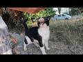 Tuxie The Cat Runs To Us With Joy Every Time She Sees Us