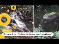 Bever redt natuurgebied met zijn dam