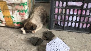 Pets Rescue | Rescue Little Dog Wandering In Crowded Markets In Search Of Food No One Cares For It