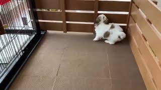 ハーフ犬の動画01