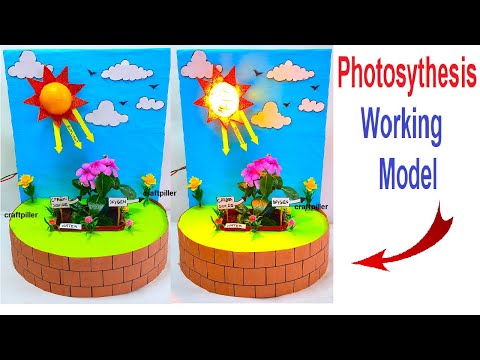 photosynthesis working model 3d science project exhibition diy craftpiller