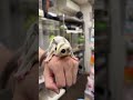 フクロモモンガのYouTubeサムネイル画像