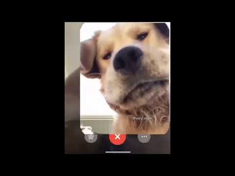 Facetime with Cat and Dog