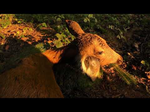 Jagd & Natur  im Herbst