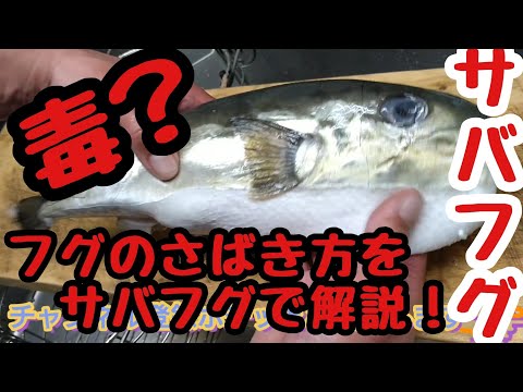 How to fillet a mackerel pufferfish I tried filleting a large mackerel pufferfish using the same ...