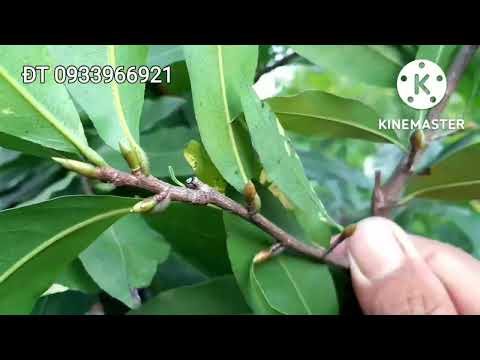 👉 Taking care of yellow apricot trees with calcium and boron supplements helps strengthen buds an...