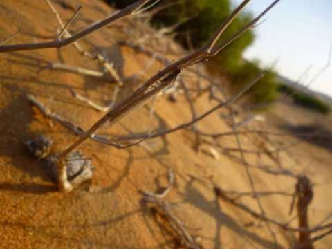 Lasiantha  by Riccardo Eberspacher -  Buddhattitude-Tzu Yo