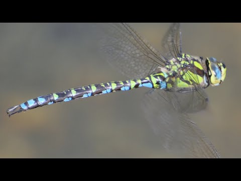 Libelle - Dragonfly - Spektakuläre Flugaufnahmen