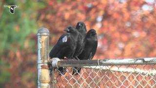 Caw vs. Croak: Inside the Calls of Crows and Ravens