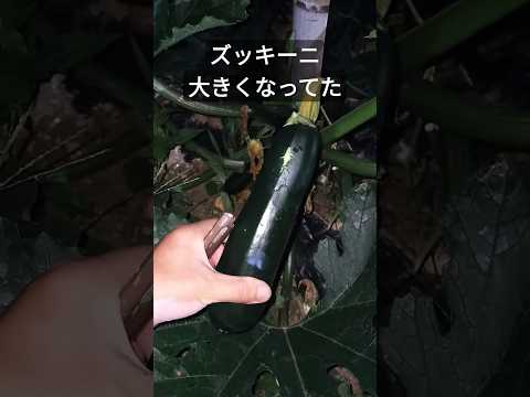 腐ったズッキーニの病気