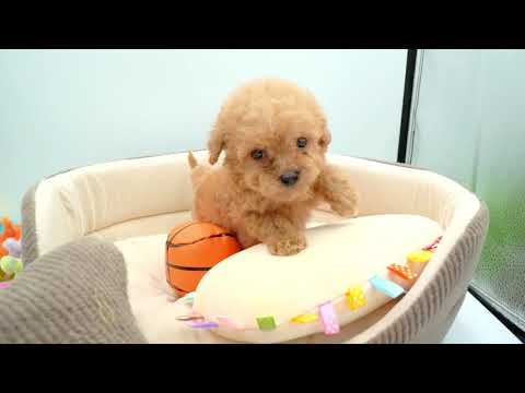 子犬の動画