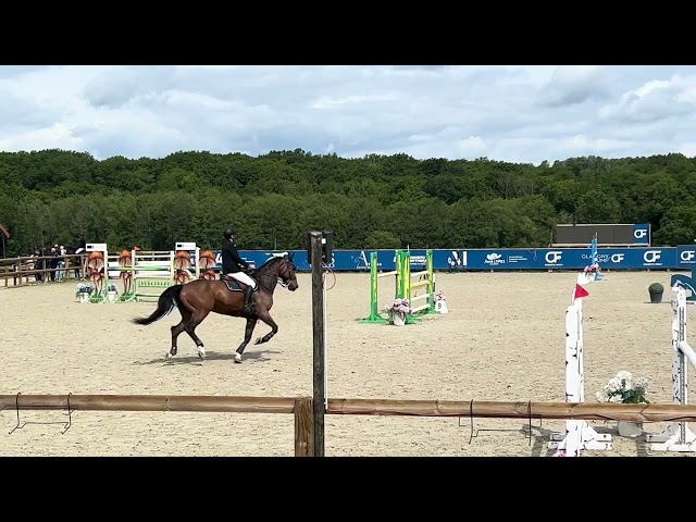 Grand cheval &agrave; vendre