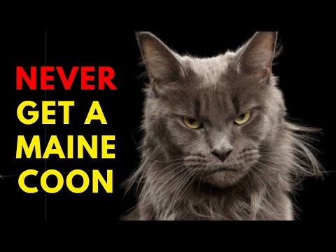 13 Reasons Why Getting a Maine Coon Might Not Be the Best Idea