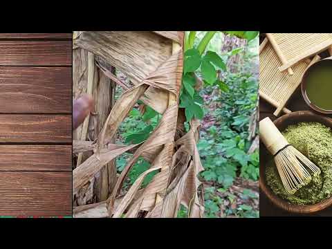 Medical plant/herb. The benefits of djeka leaves for ladies. Gonorrhea remedy using djeka leaves