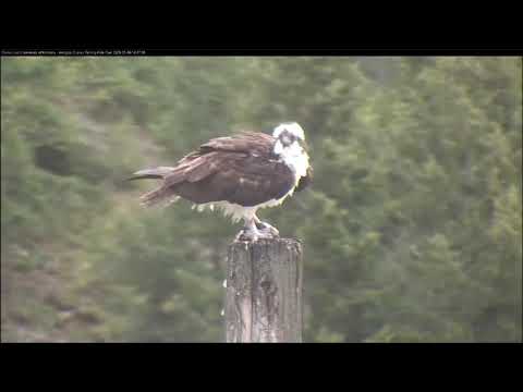 Hellgate Canyon Ospreys ~ 🐬Iris Brings Home The Fish! 🐬  May 06, 2020