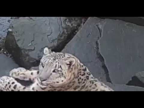 Cuidado com à onça