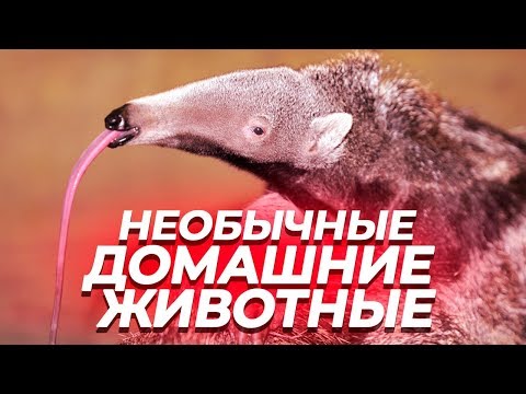 САМЫЕ НЕОБЫЧНЫЕ И СТРАШНЫЕ ДОМАШНИЕ ЖИВОТНЫЕ | Экзотические Звери, Которых Можно Завести Дома!