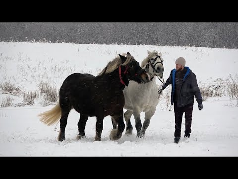 Caii lui Marius de la Calnic, Alba - 2018 Merita Vazut !!!!