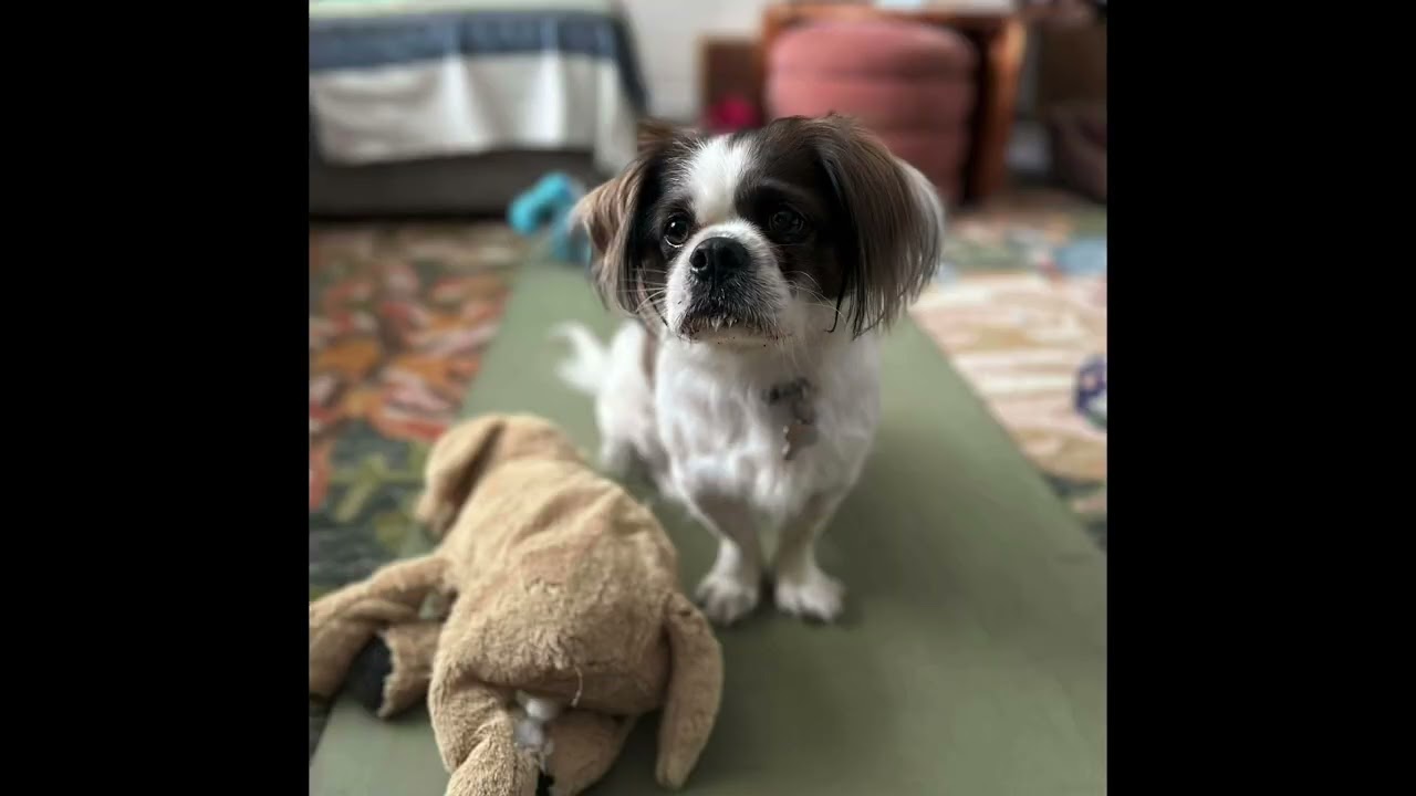 Enlarge LOUIE, a Adoptable mixed breed in Richmond Hill , ON video 3/6