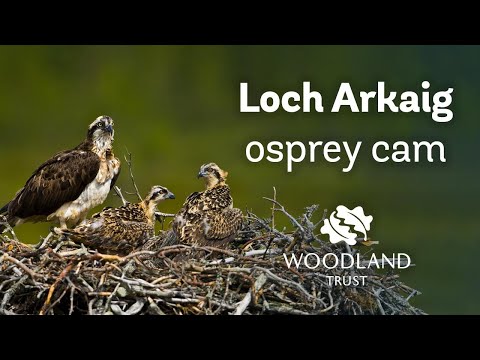 Osprey chick face off - Loch Arkaig Osprey Cam (2020)