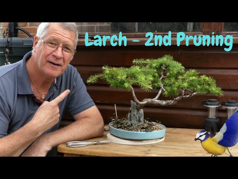 How I develop tertiary structure in my Japanese Larch Bonsai - 2nd Pruning cycle.