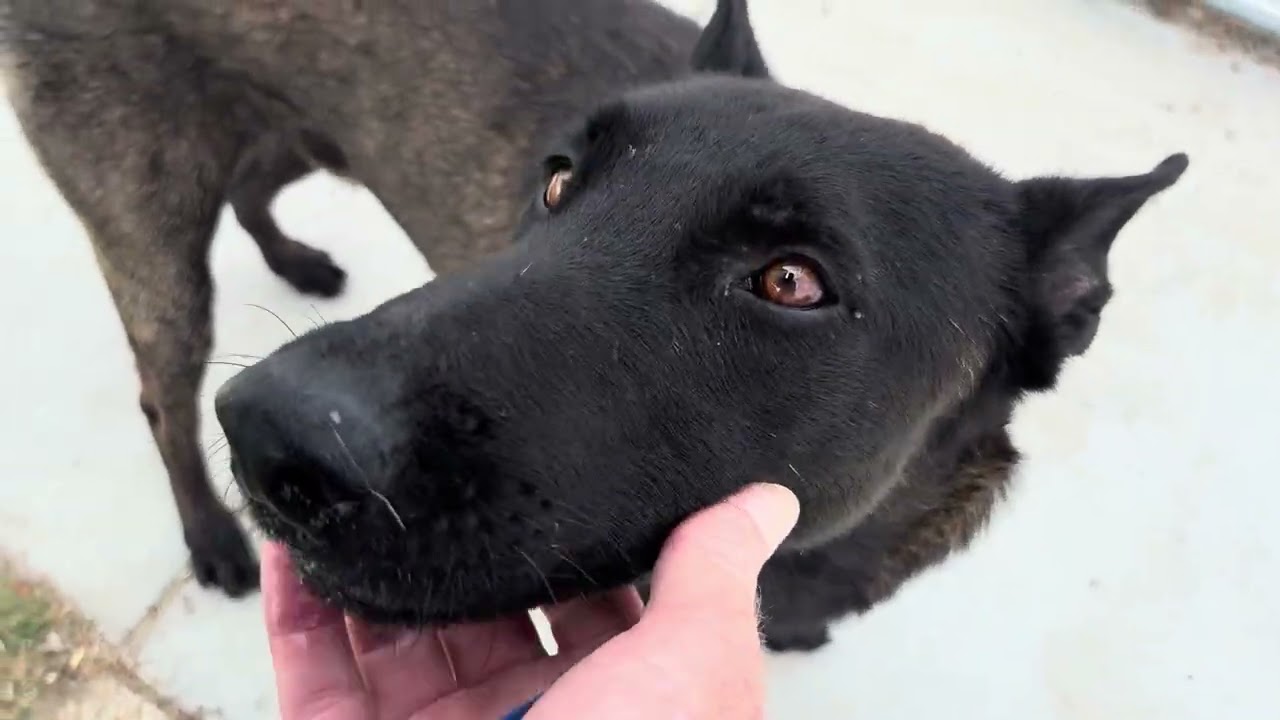 SMOKIE, a ADOPTABLE mixed breed in Wasco, CA video 4/4