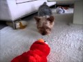 エルモ対ヘタレ犬