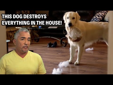 Golden Retriever Destroys Thousands In Damage But What’s The Secret? | Cesar 911 Throwbacks