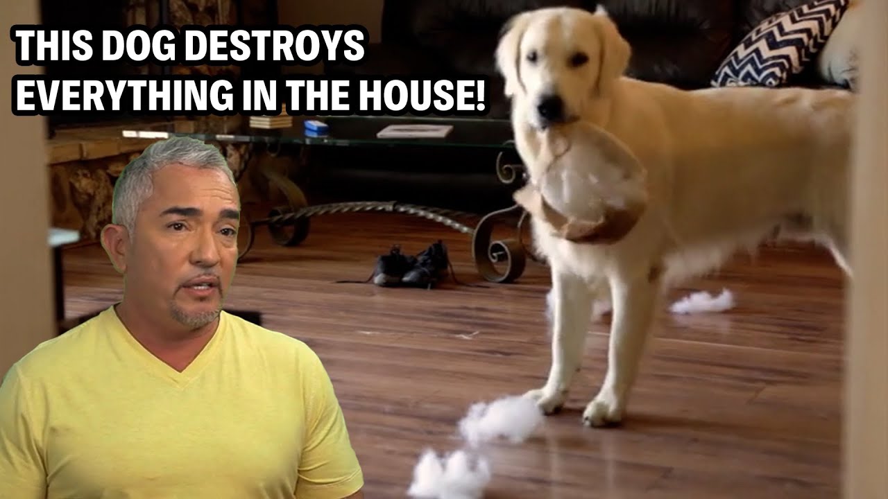 Golden Retriever Destroys Thousands In Damage But What’s The Secret? | Cesar 911 Throwbacks