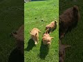 Mini Goldendoodle dogs for sale: ROSCOE - Video 1