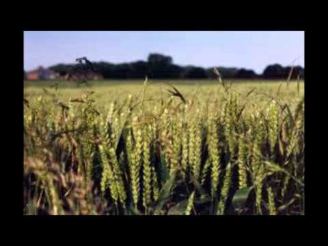 Reap What You Sow lyrics