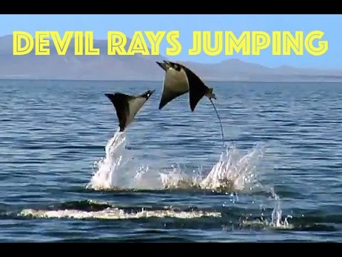 Devil Rays Jumping, Koh Lipe, Thailand, by Freedom Divers Phuket