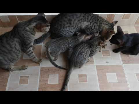 cats family, beautiful cats.hungry cats