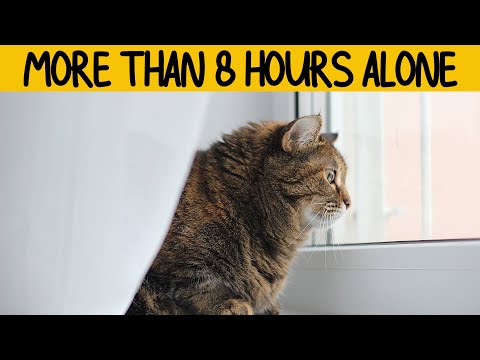 What will happen if you leave your cat alone for more than 8 hours every day